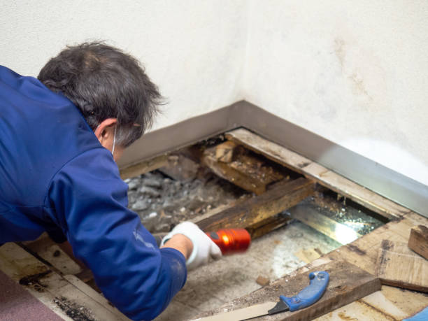 Professional Mold Remediation in Trucksville, PA