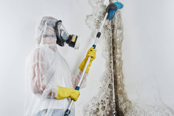 Best Basement Mold Remediation in Trucksville, PA