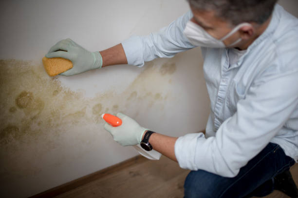 Best Mold Testing and Inspection Services in Trucksville, PA