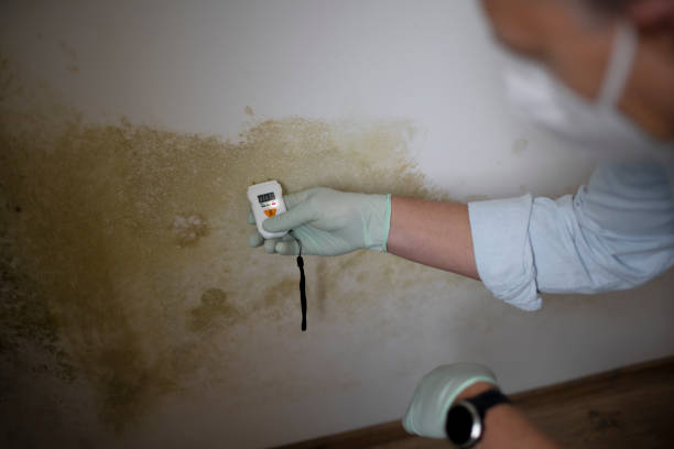 Best White Mold Remediation in Trucksville, PA
