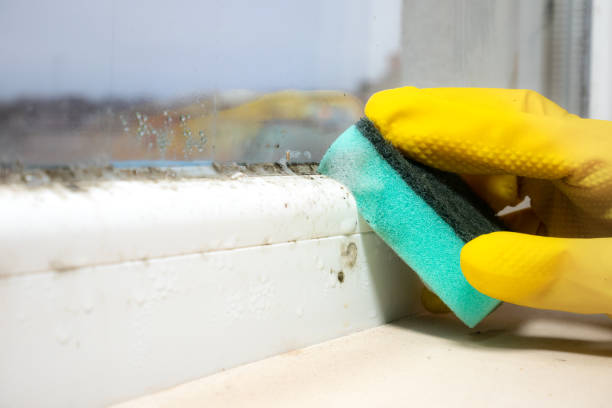 Best Kitchen Mold Remediation in Trucksville, PA