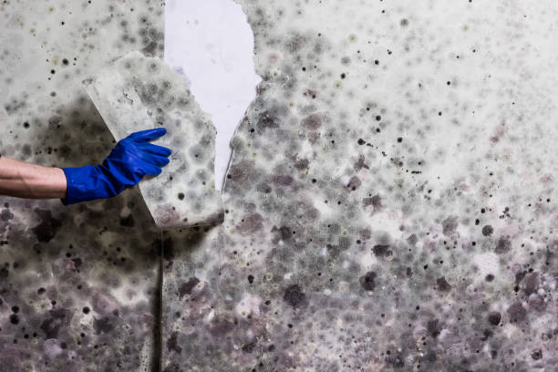 Best Localized Mold Remediation (e.g., coastal areas, humid climates) in Trucksville, PA