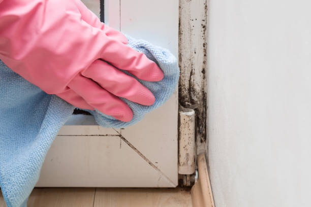 Best Black Mold Remediation in Trucksville, PA