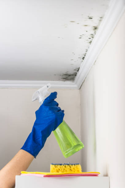 Best Black Mold Remediation in Trucksville, PA