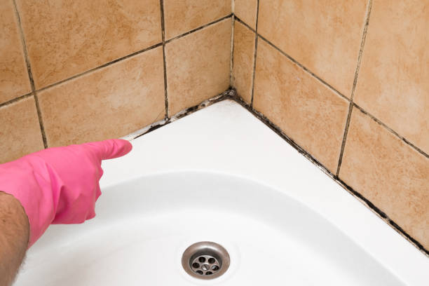 Best Residential Mold Remediation in Trucksville, PA