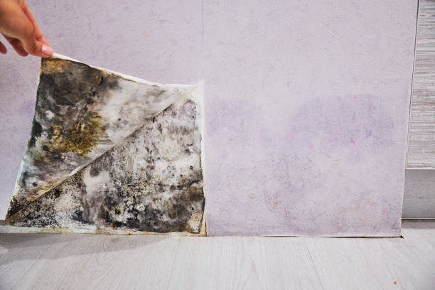 Best Residential Mold Remediation in Trucksville, PA
